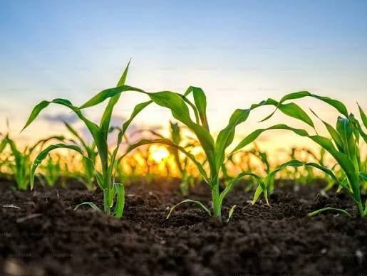 Conférence Sébastien Abis : Sécurité alimentaire, climat et souveraineté