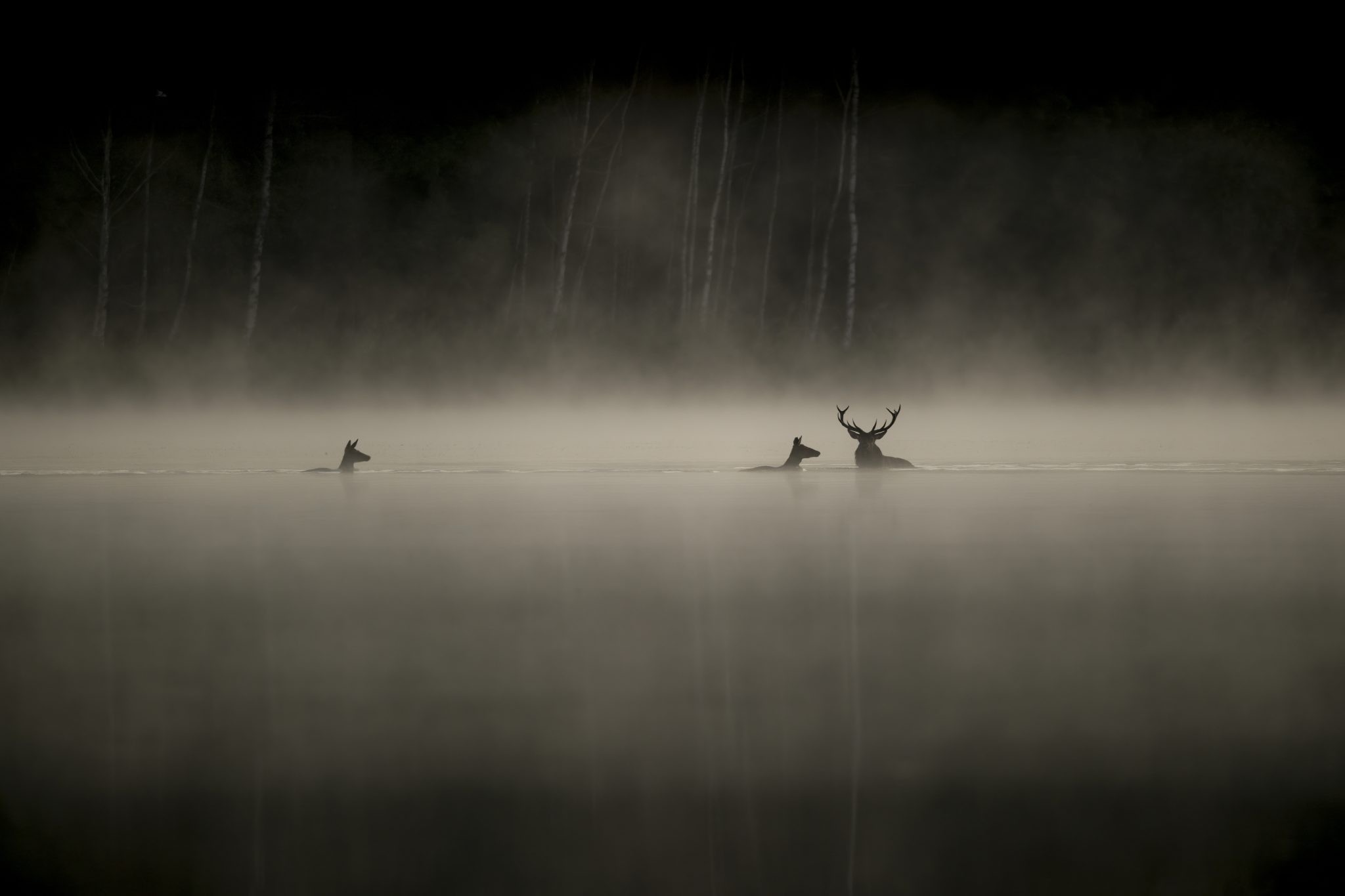 Le chant des forêts -  in partnership with Totnes Cinema